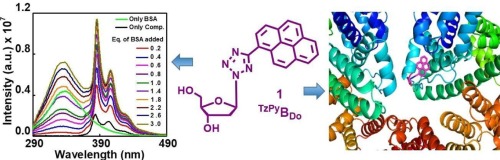 Publication image: Bag*, S. S.; Gogoi, H.; Roy, S.; Pradhan, M. K.; Talukdar, S.. Fluorescent tetrazolylpyrene unnatural nucleoside in sensing BSA protein. J. Photochem. and Photobiol. A: Chemistry, 2025, 11, 6290